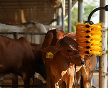 Load image into Gallery viewer, Calf &amp; Goat Brush - EasySwing Mini
