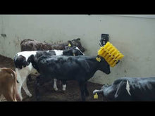 Load and play video in Gallery viewer, Calf &amp; Goat Brush - EasySwing Mini
